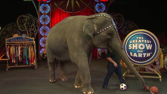 Awesome elephant tricks at Ringling Bros. and Barnum & Bailey Circus
