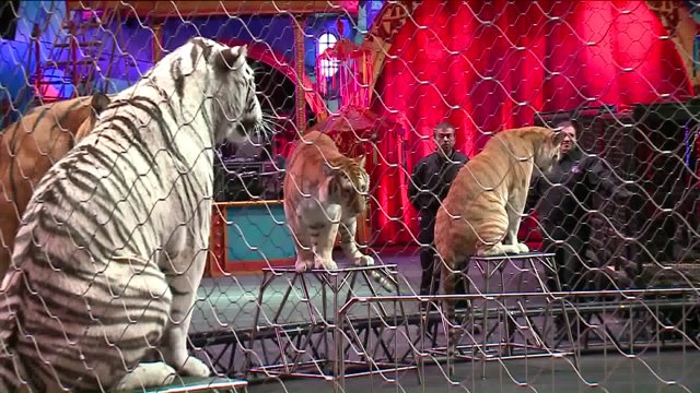 Ringling Bros. and Barnum & Bailey Presents Circus Xtreme