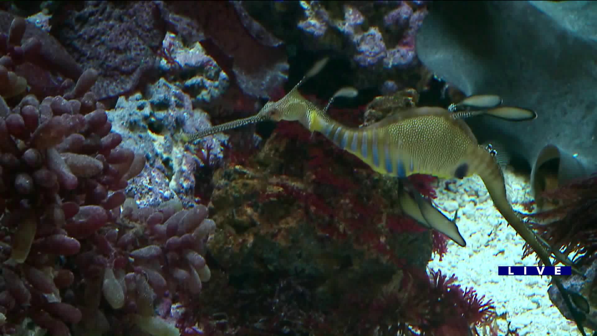 Around Town previews the new Underwater Beauty exhibit at the Shedd Aquarium