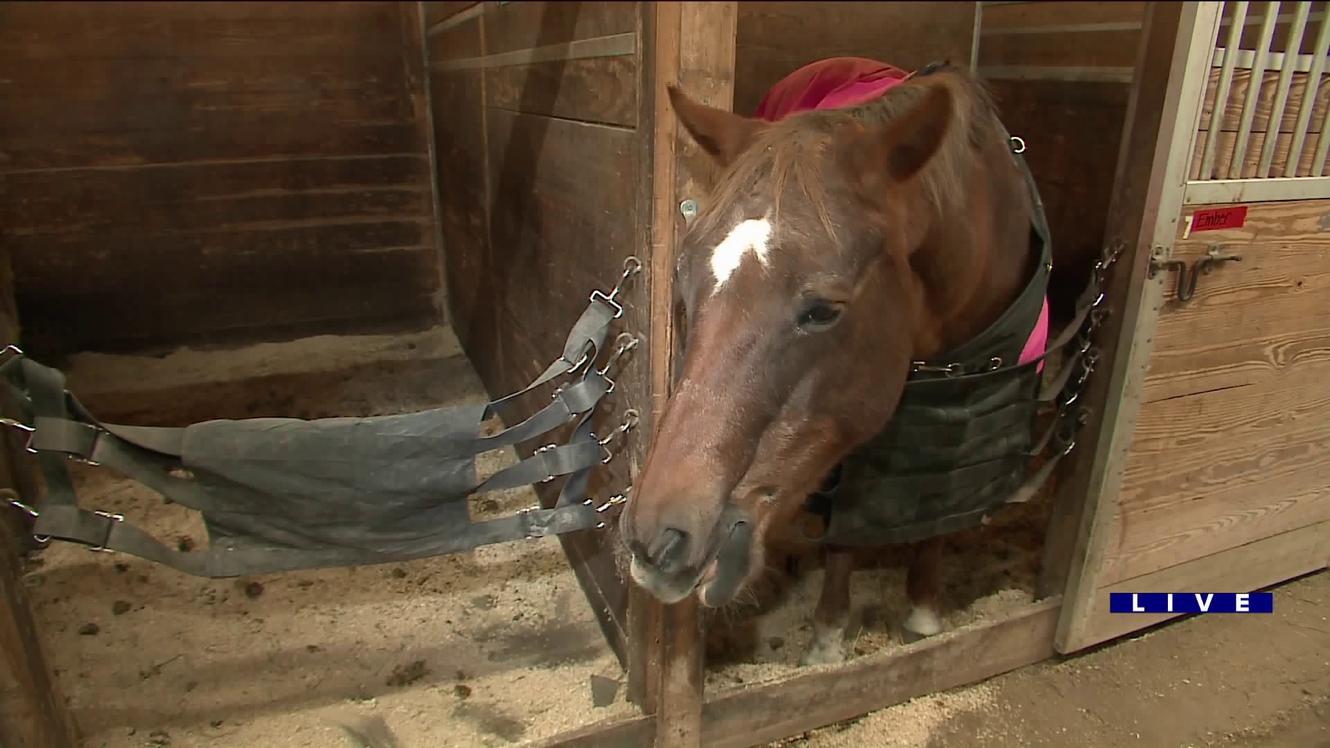 Around Town goes to M&M Acres to help save the animals