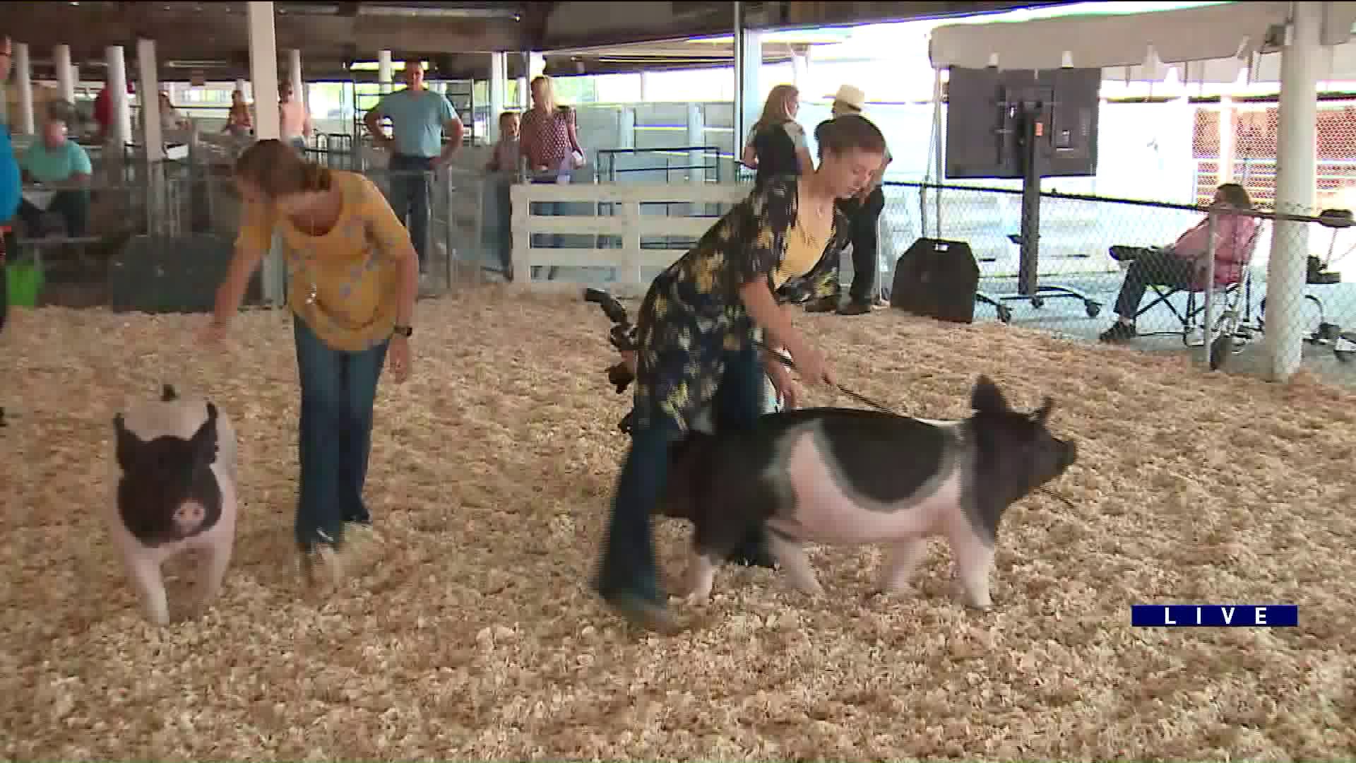 Around Town checks out the DuPage County Fair