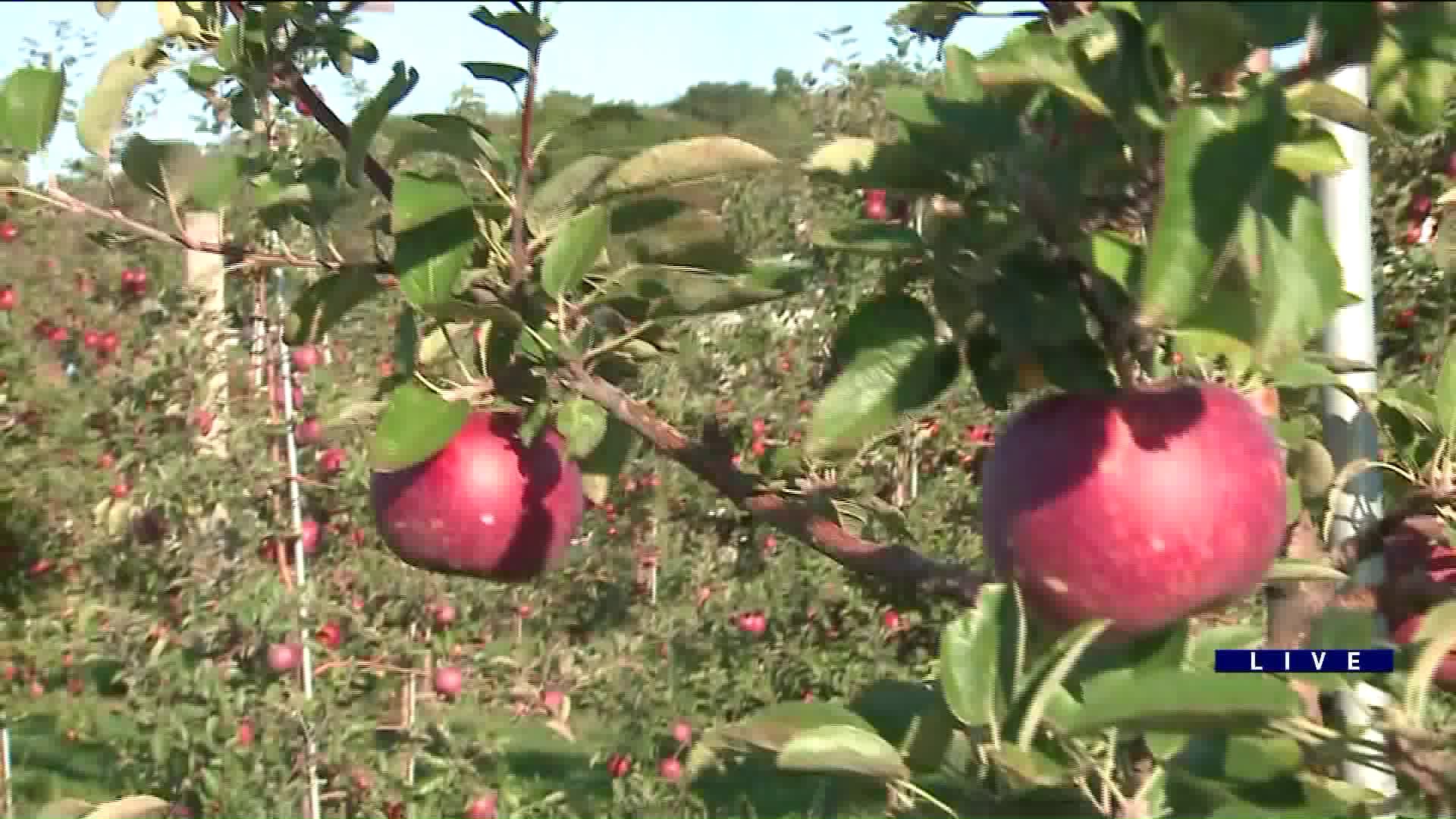 Around Town goes apple picking at Kuipers Family Farm