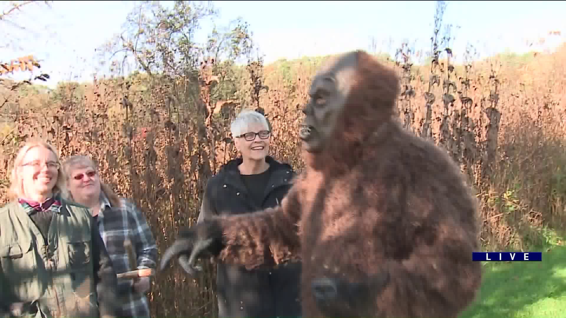Around Town goes on the lookout for Sasquatch