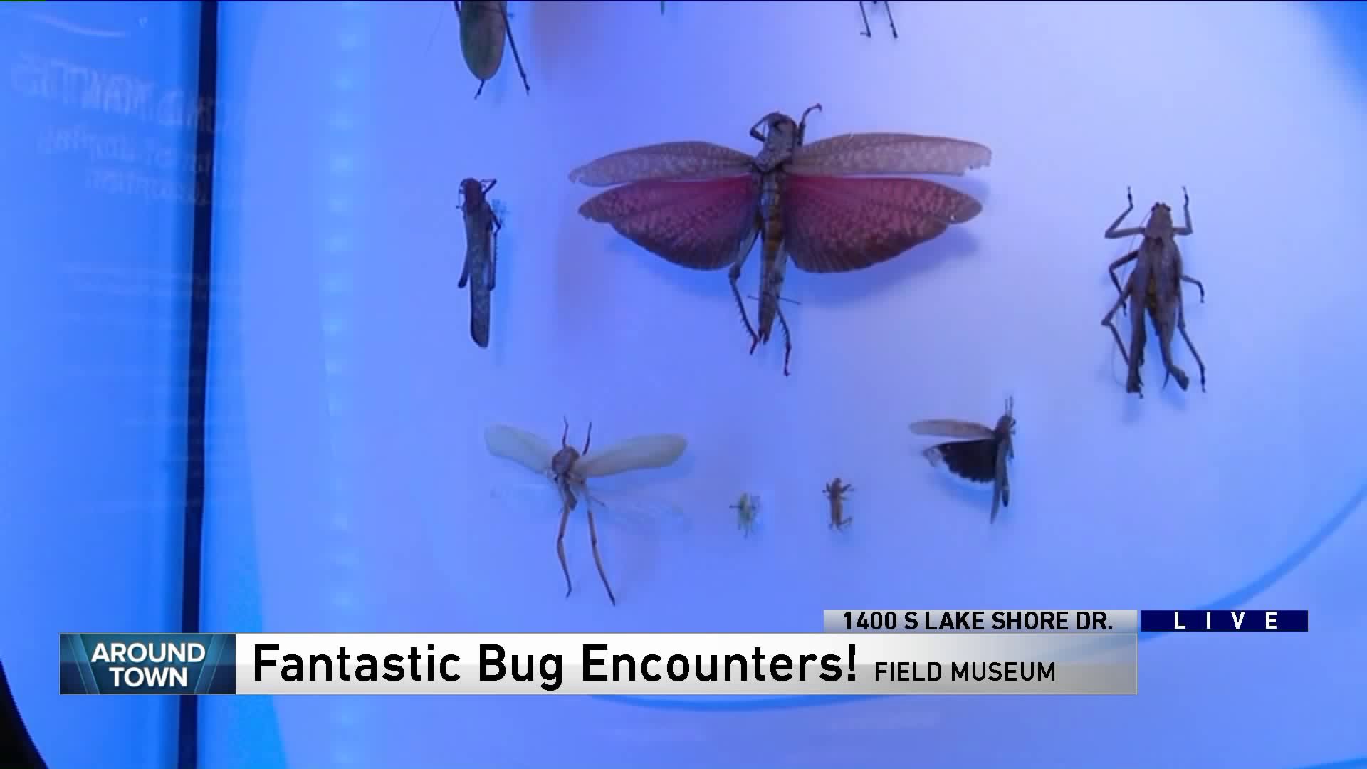 Around Town checks out ‘Fantastic Bug Encounters!’ at the Field Museum