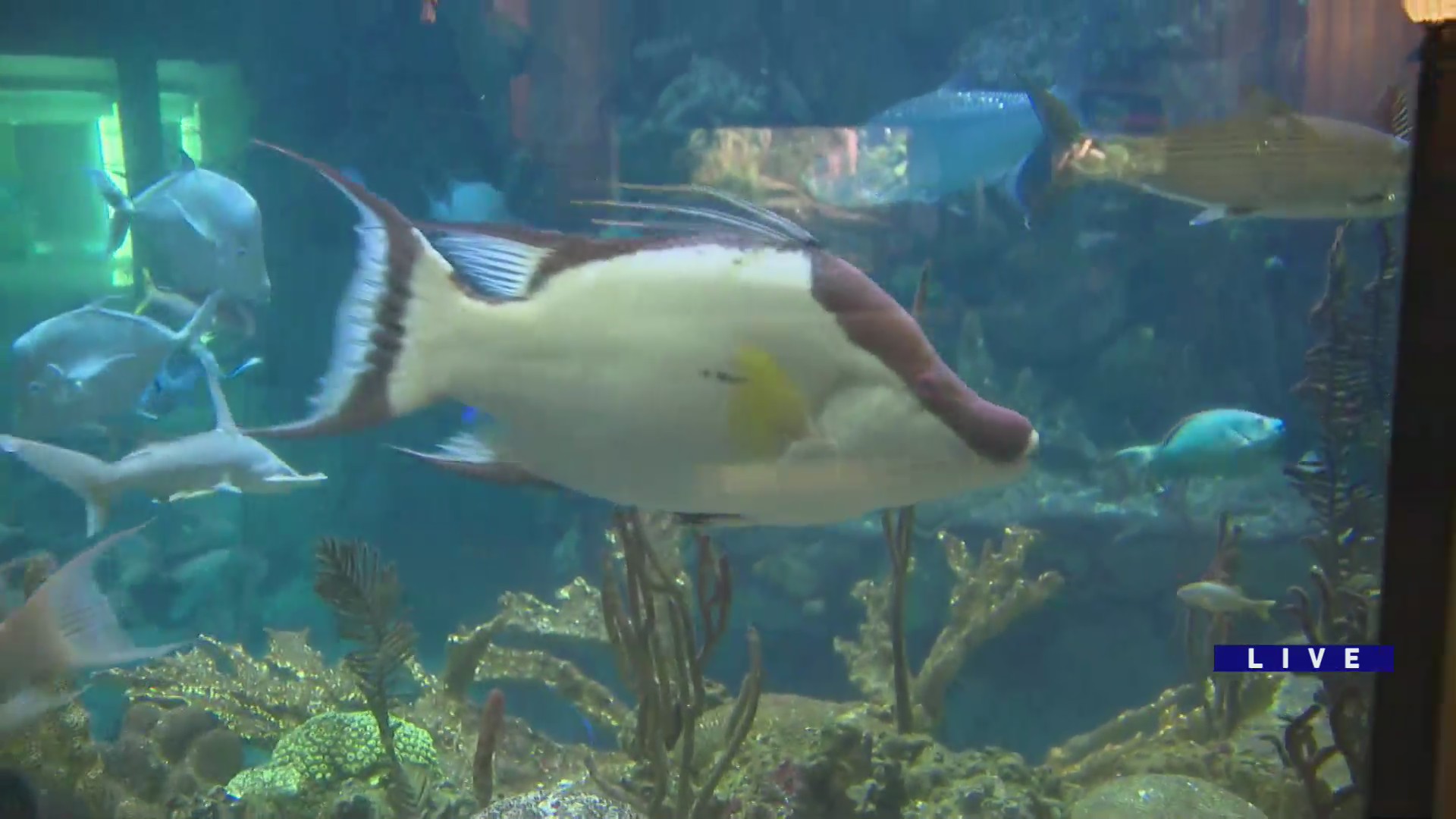 Around Town checks in with the Shedd Aquarium