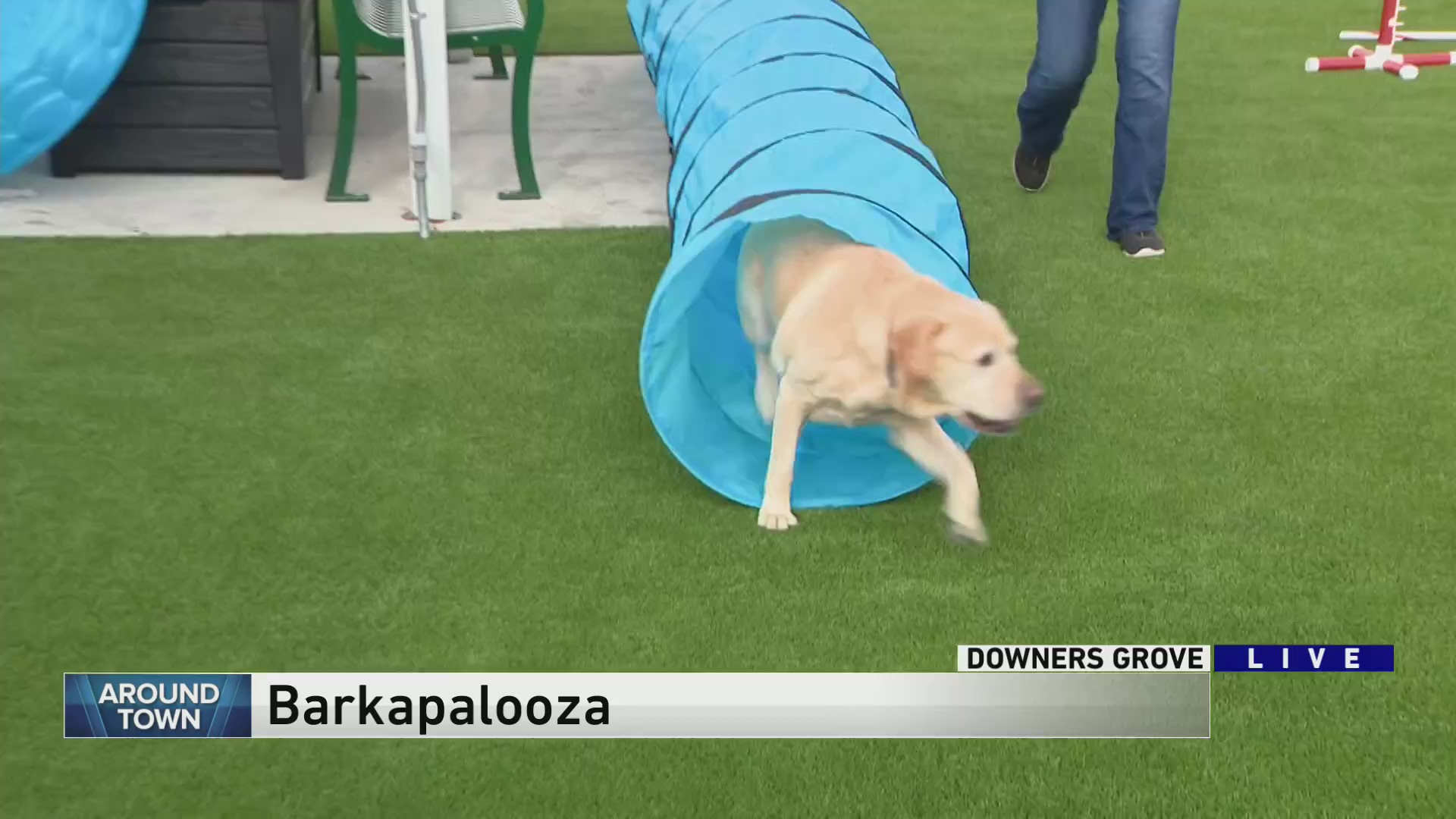 Around Town visits the West Suburban Humane Society for the 27th Annual (virtual) Barkapalooza