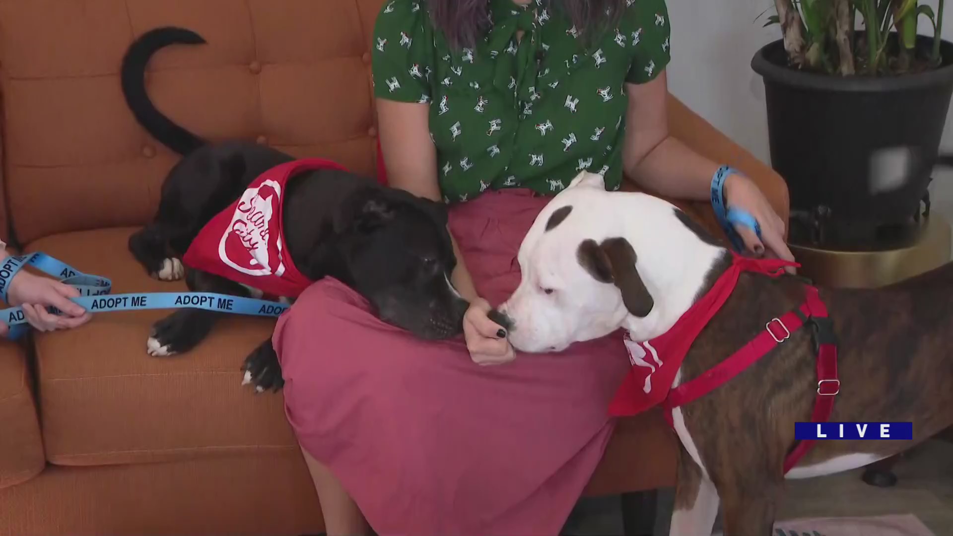 Around Town visits adoptable dogs at Second City Canine Rescue