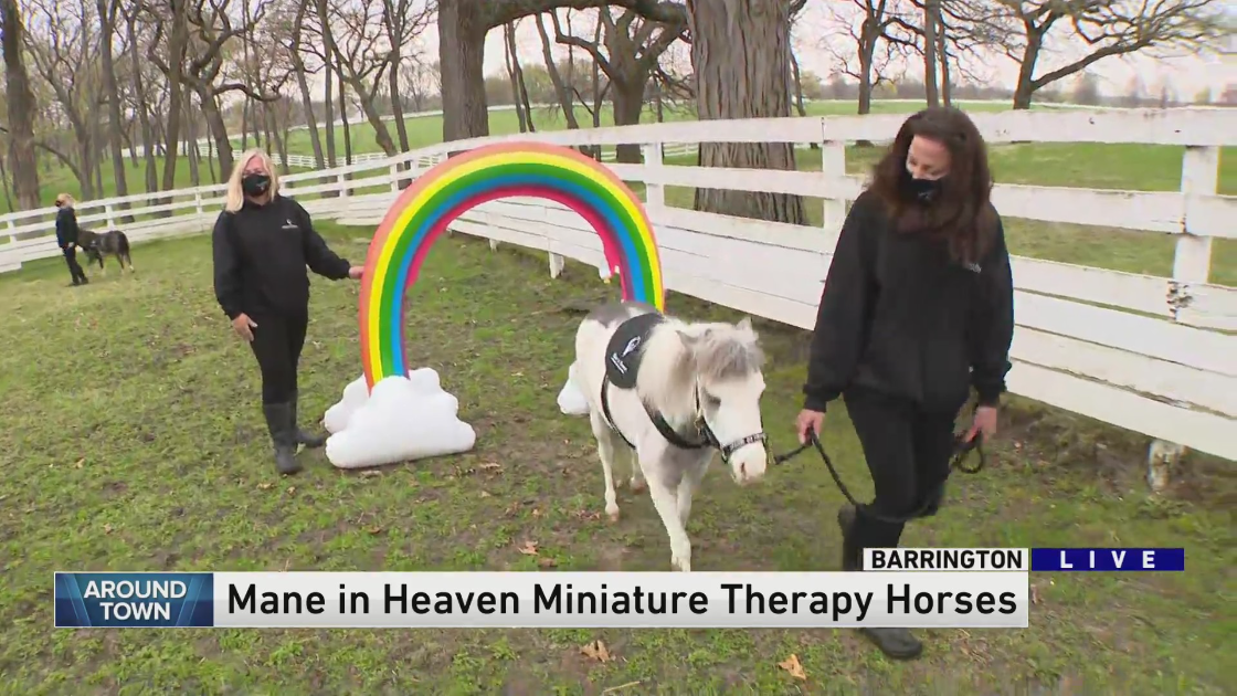 Around Town checks out Mane in Heaven – Miniature Therapy Horses