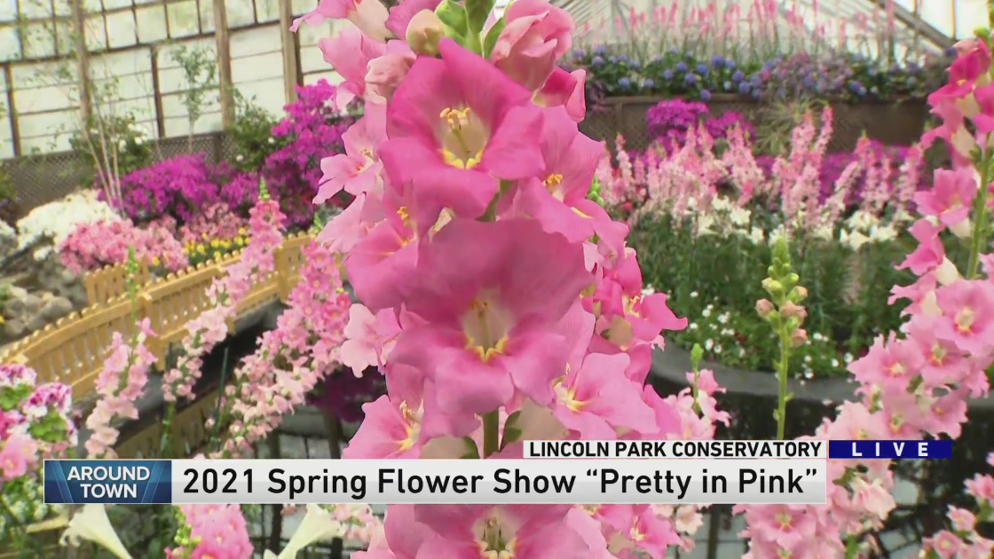 Around Town checks out The Lincoln Park Conservatory’s Spring Flower Show: ‘Pretty in Pink’