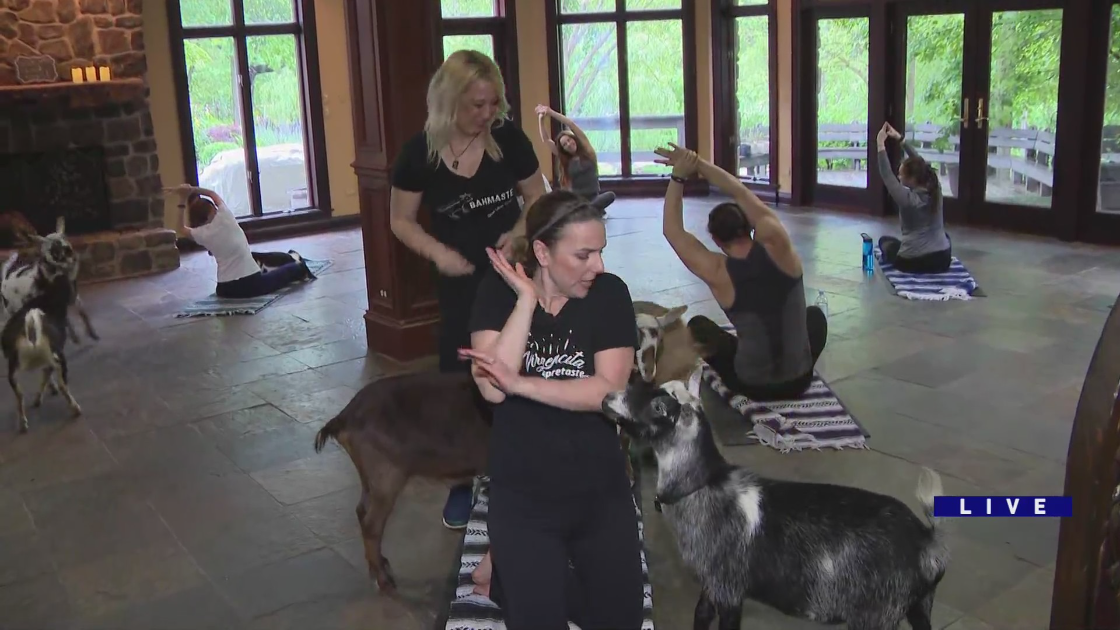 Around Town tries ‘goat yoga’ at The Mending Muse and Nature’s Trail Yoga