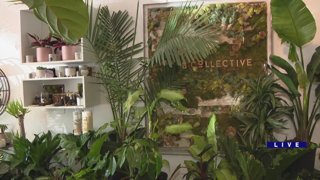 Around Town talks plant trends at B Collective