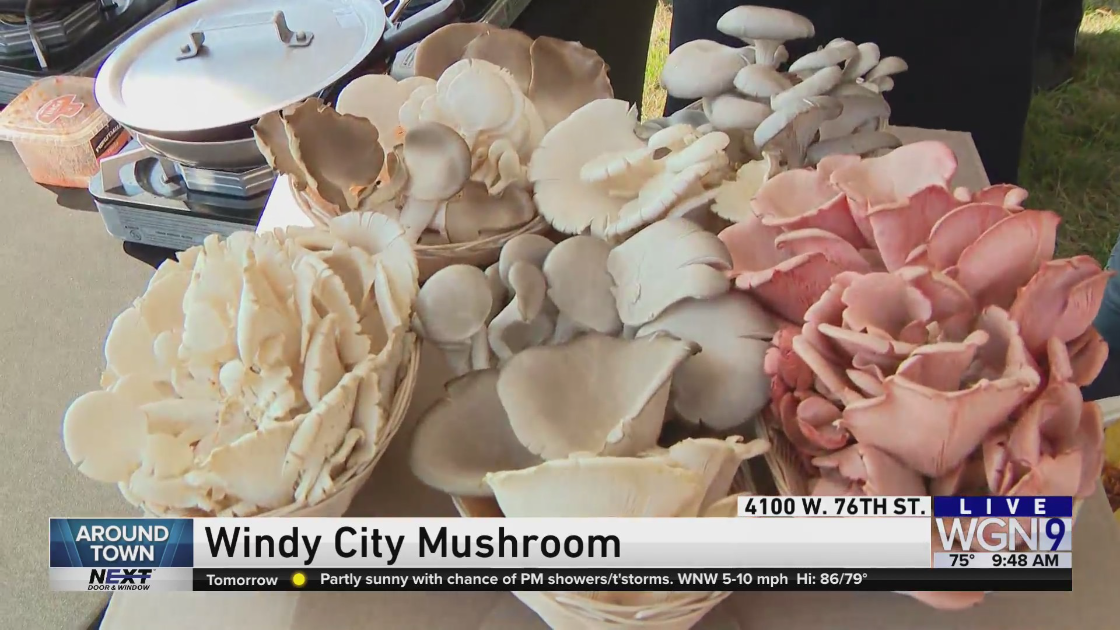 Around Town checks out Windy City Mushroom