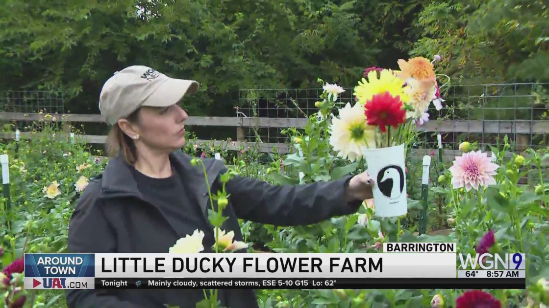 Around Town visits Little Ducky U-Pick Flower Farm