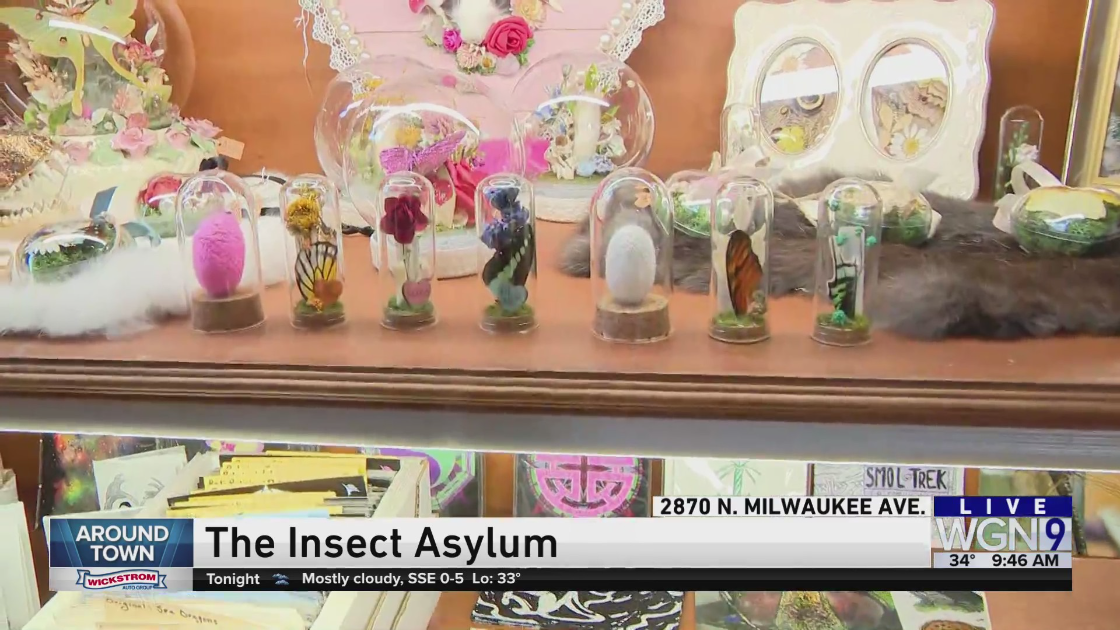 Around Town checks out The Insect Asylum